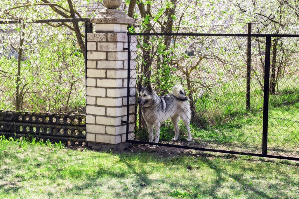 Best Fences for Pet